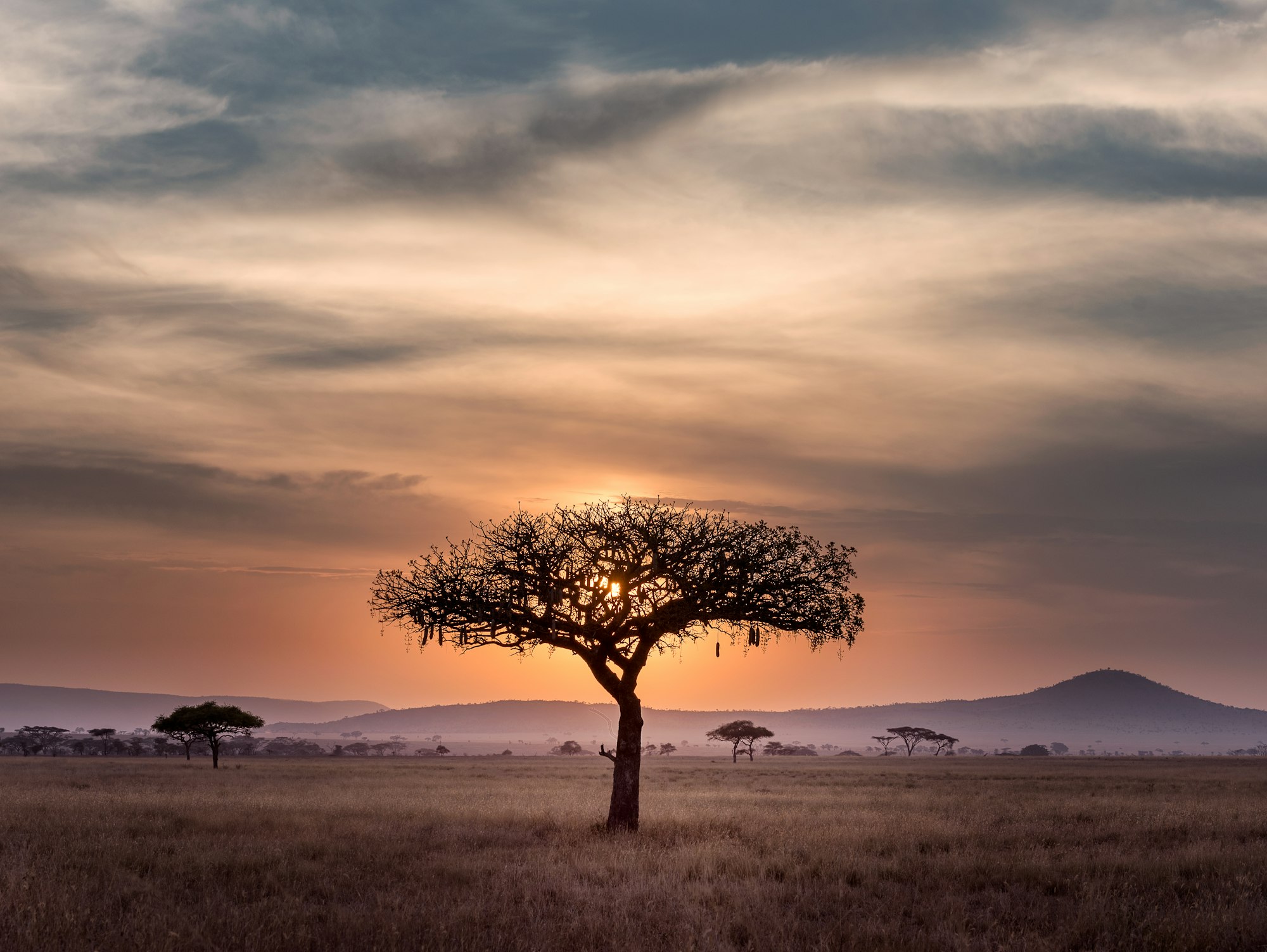 A lone acacia tree silhouetted against an African sunset in the bush
