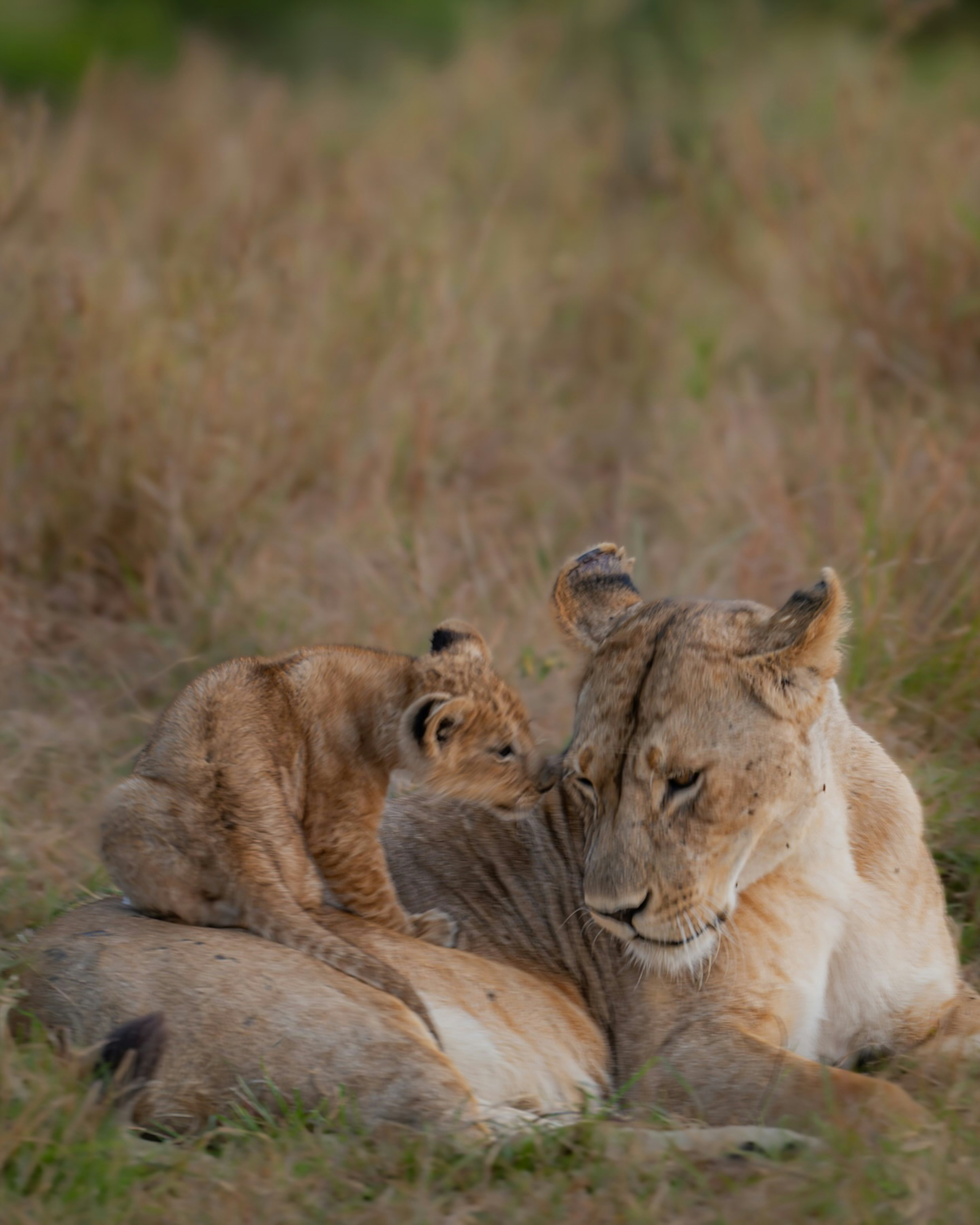 A lioness and her cub sharing a tender moment in the long grass