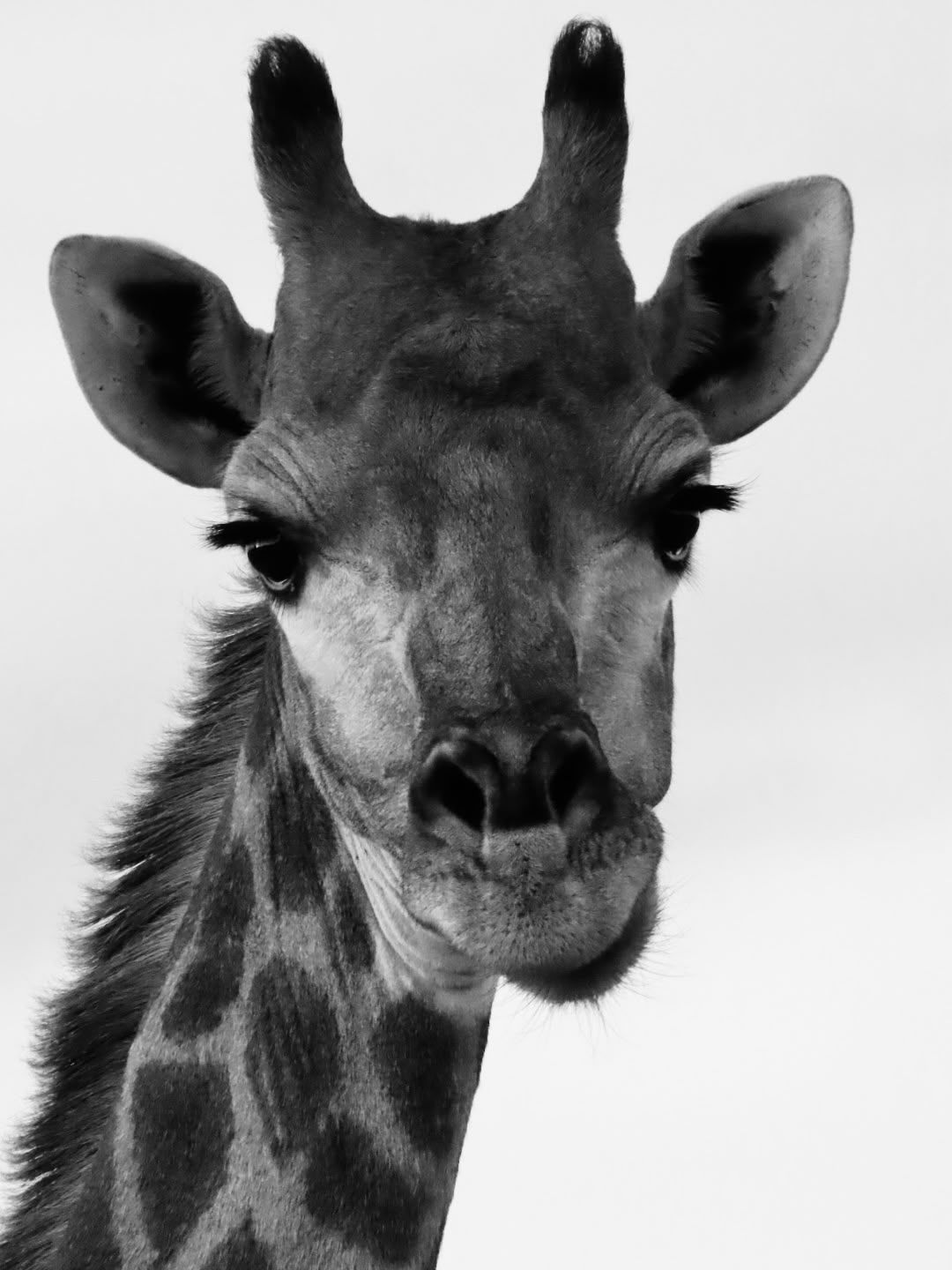 A giraffe gazing directly toward the camera on the open plains