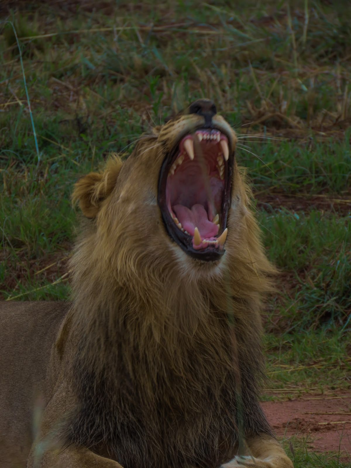 A lion roaring in golden grassland