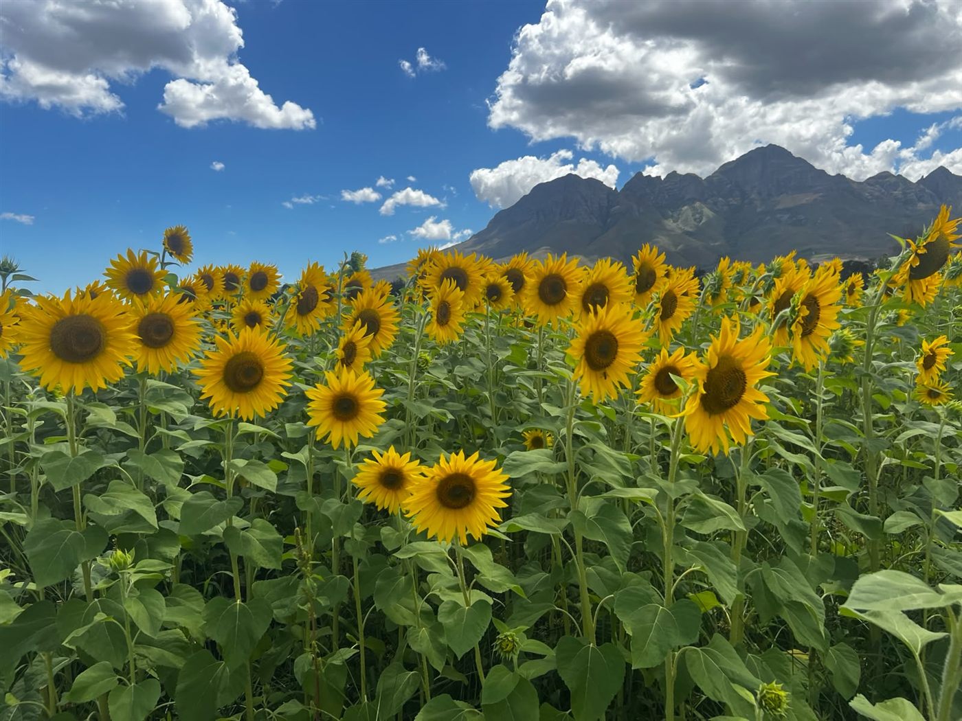 A bright field of sunflowers beneath a blue sky