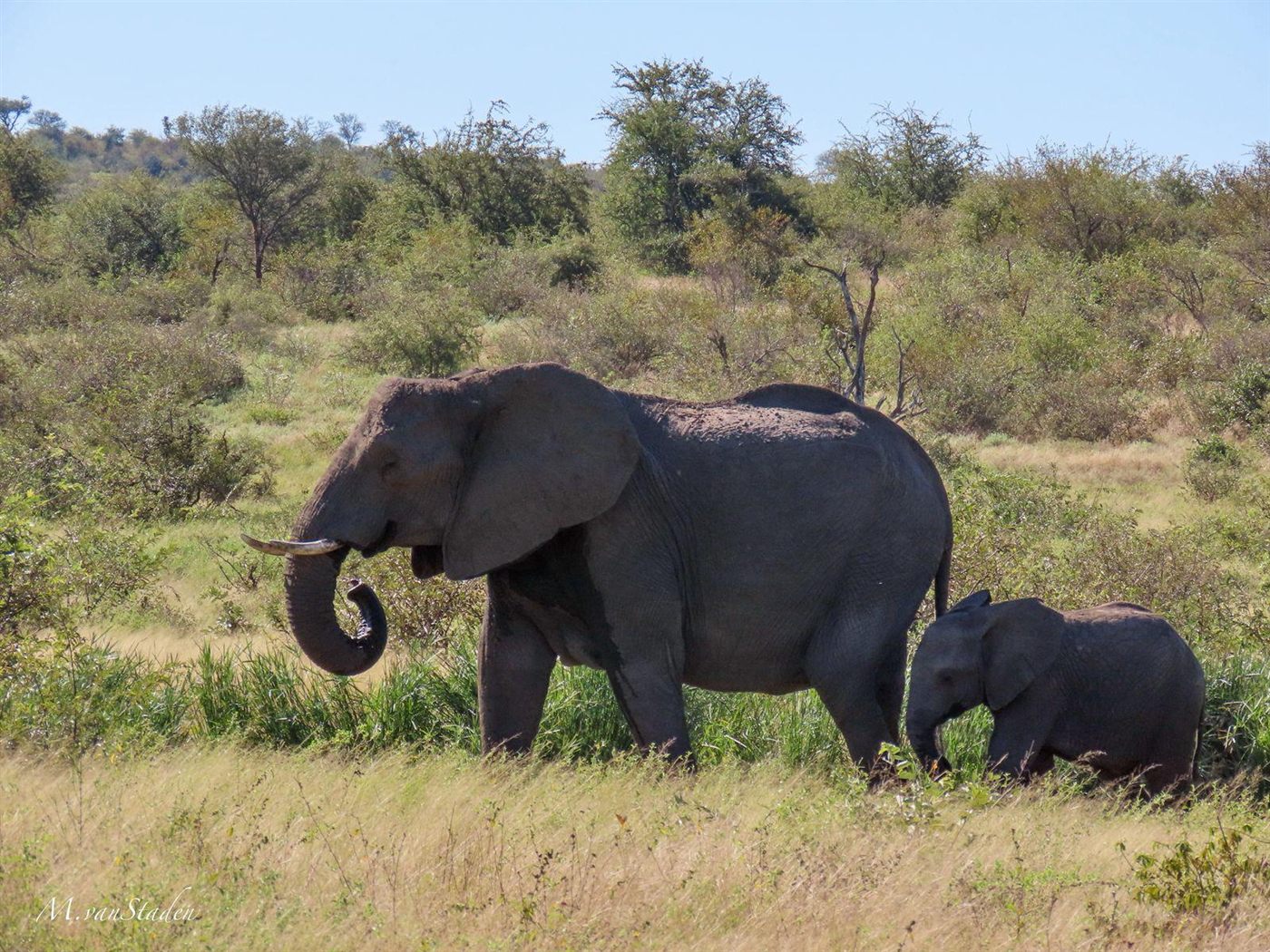 An elephant making its way through the bush