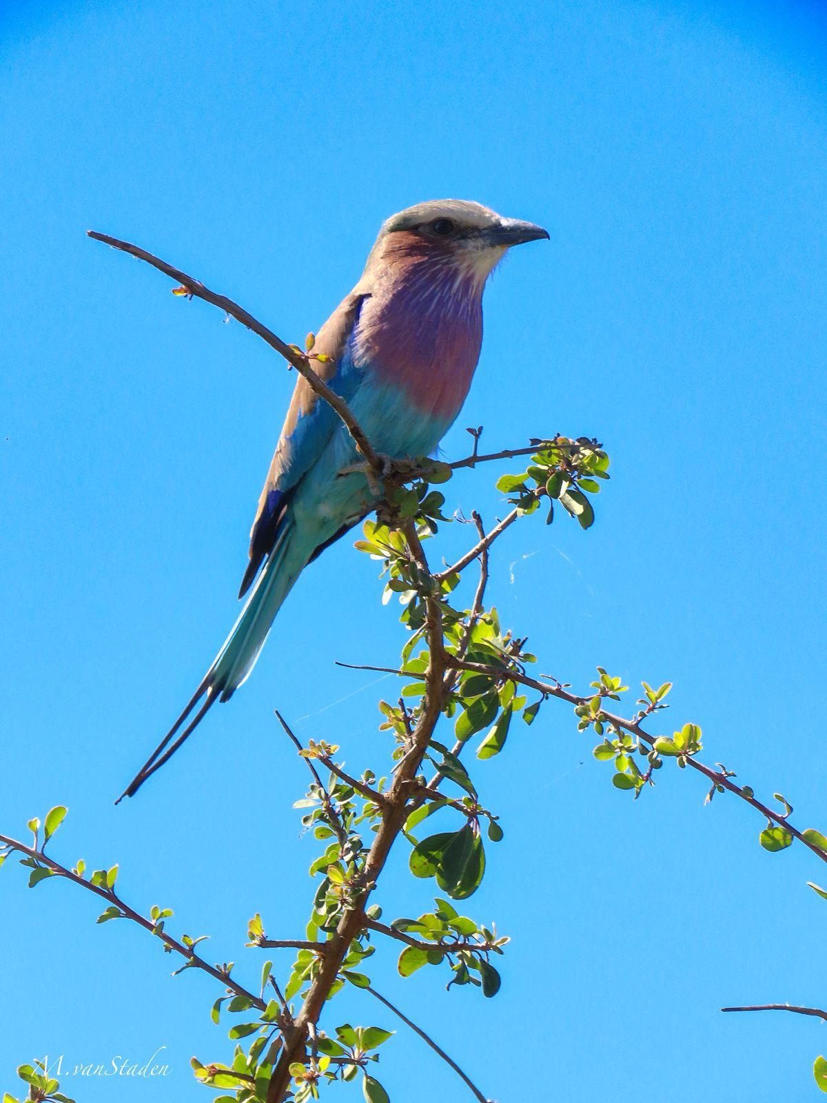 A lilac-breasted roller, its jewel-bright feathers vivid against the sky