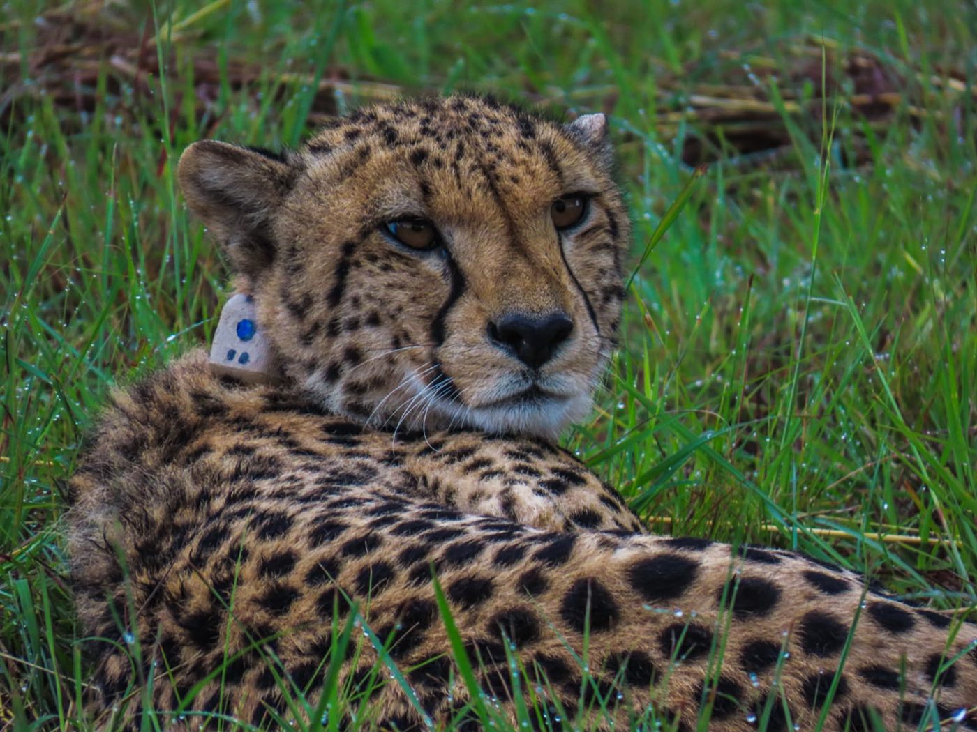 A cheetah resting in long golden grass