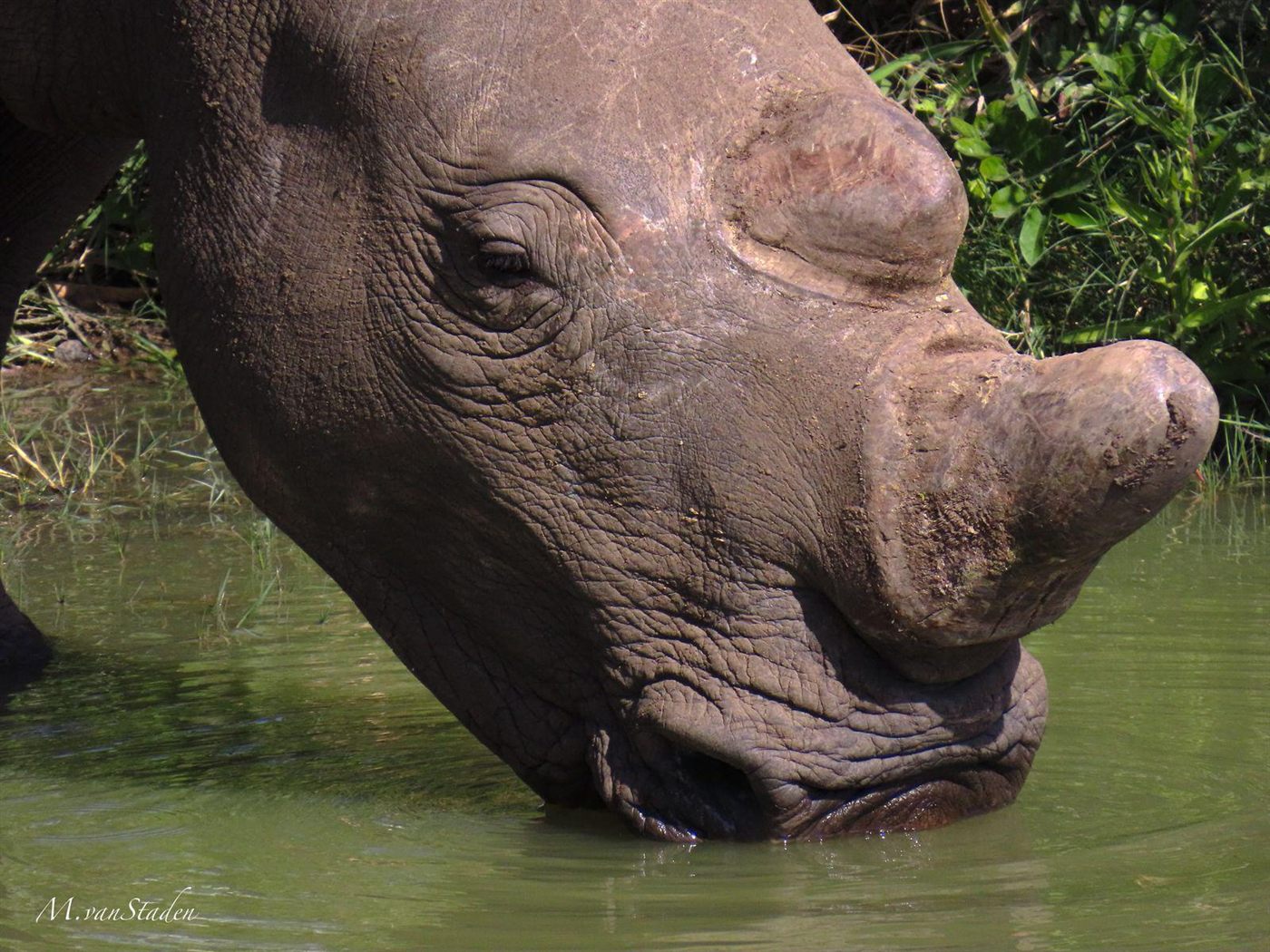 A rhino standing in open grassland