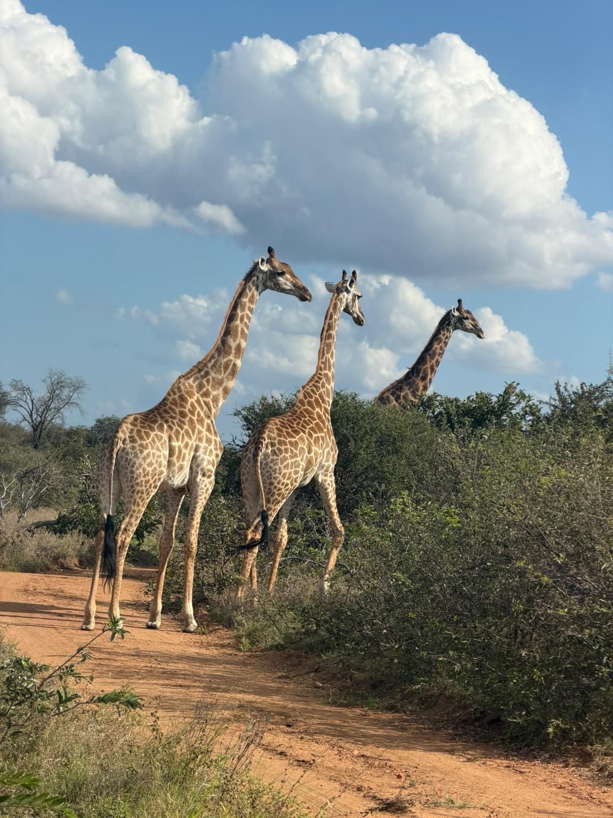 Two giraffes crossing a quiet bush road