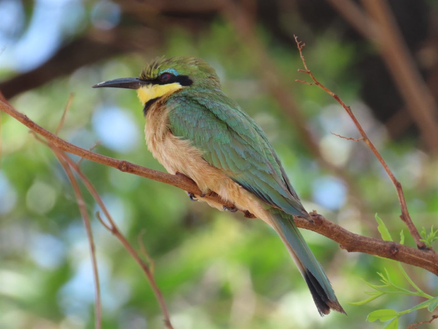 A pair of bee-eaters perched together on a branch