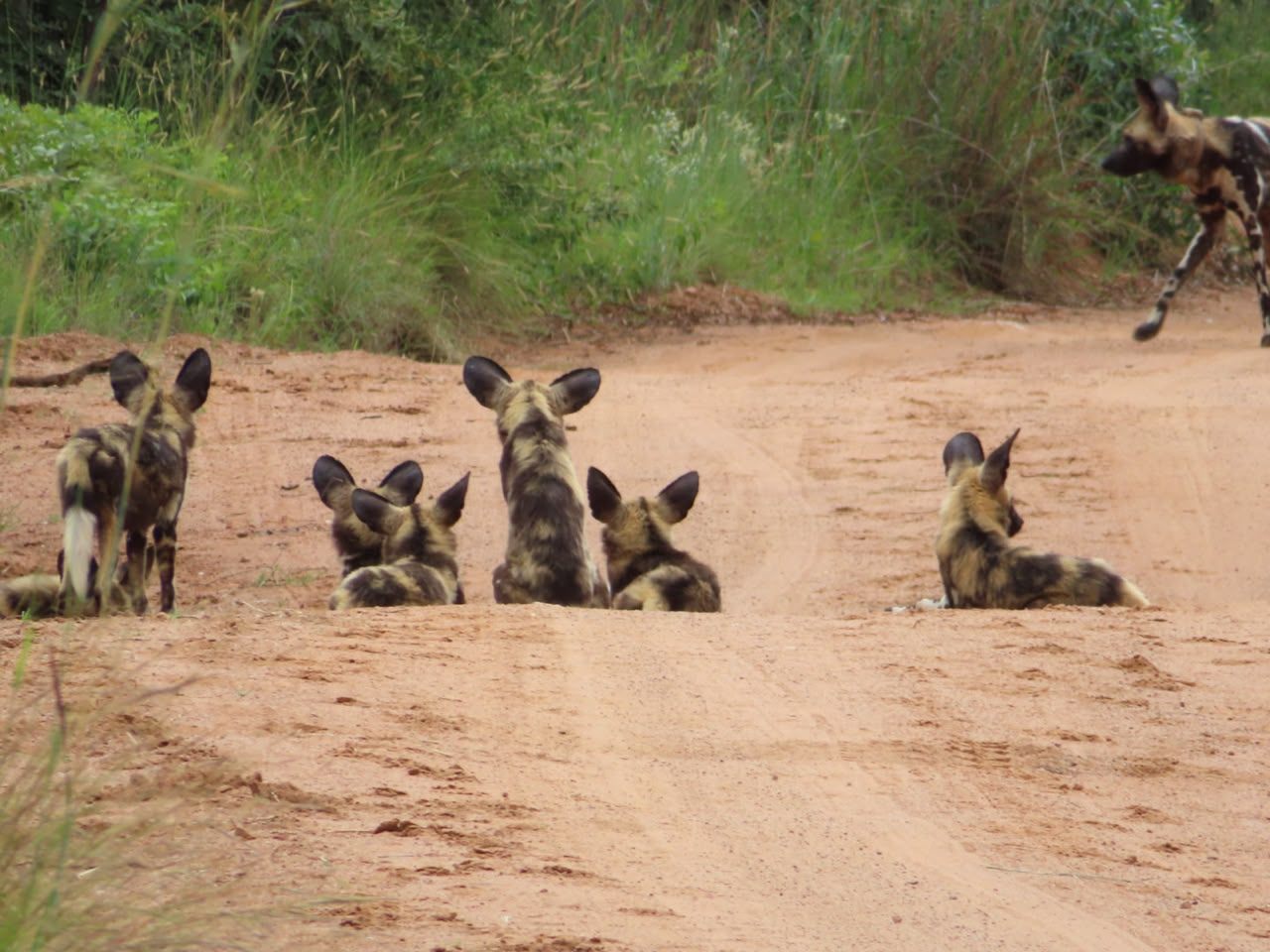 A family of mongooses gathered on the sand