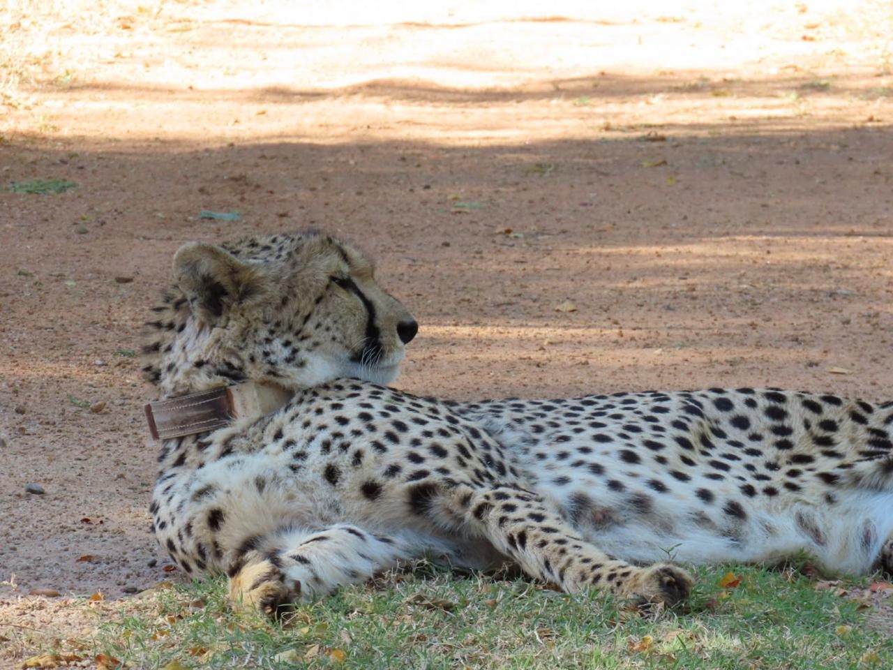 A leopard resting in dappled shade