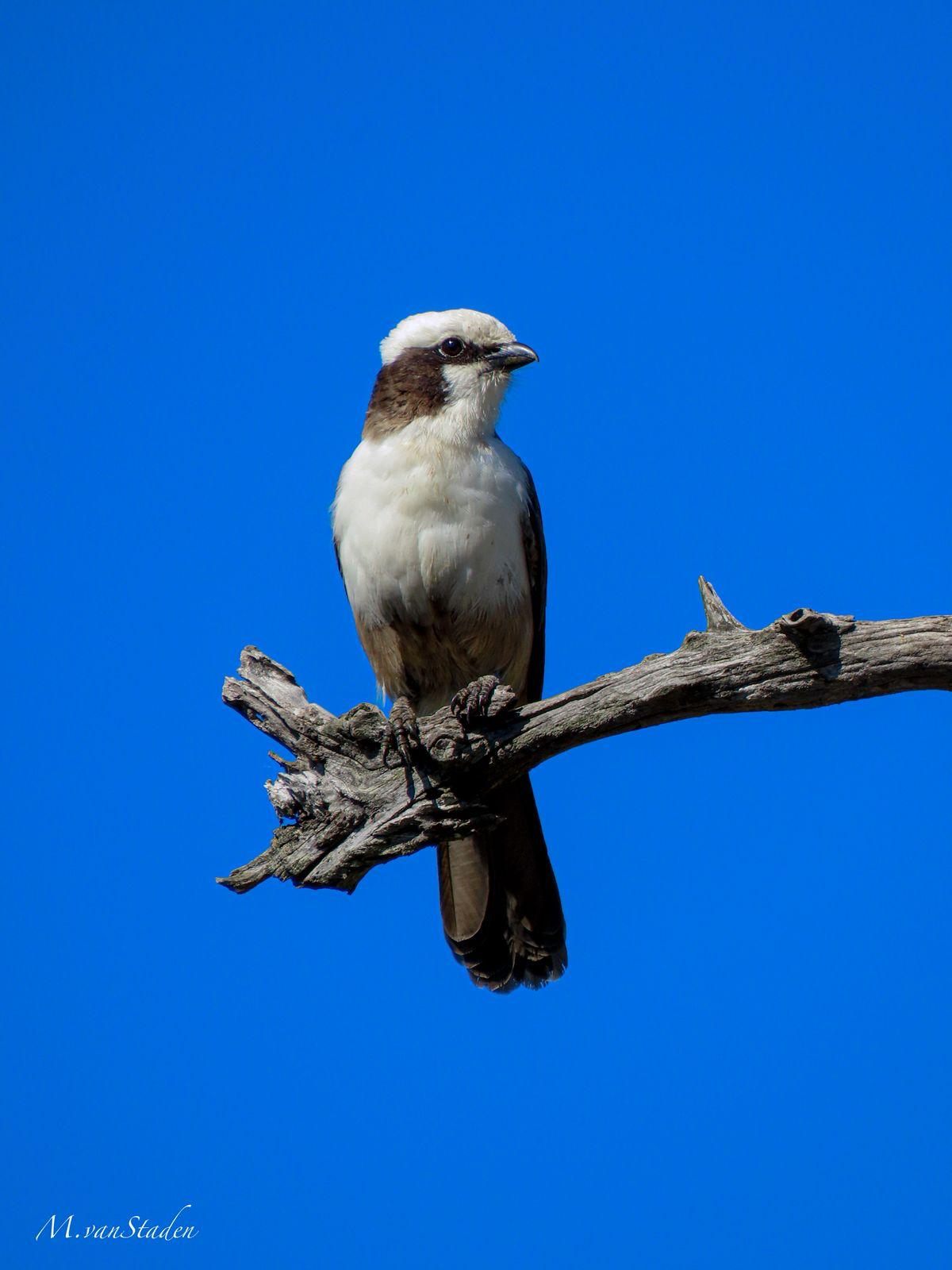 A bird of prey perched on a bare branch against a clear blue sky