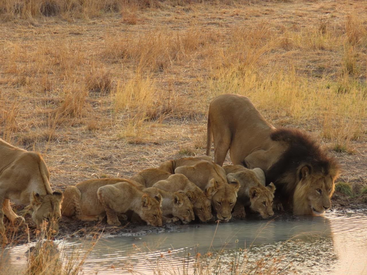 Lions resting together in the long grass