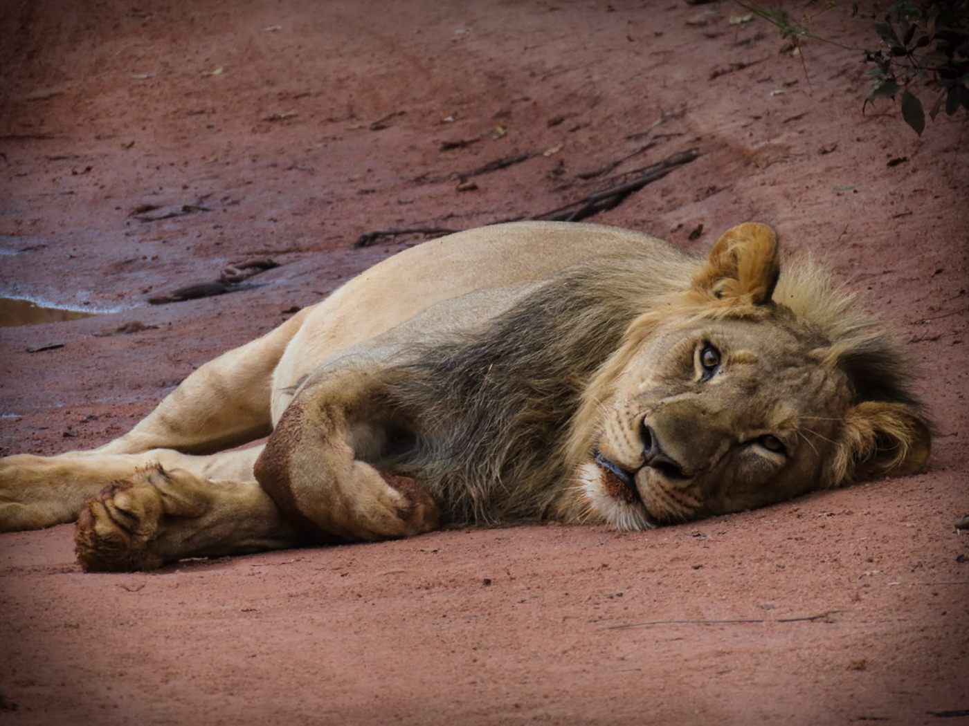 A lion lying contentedly in the long grass