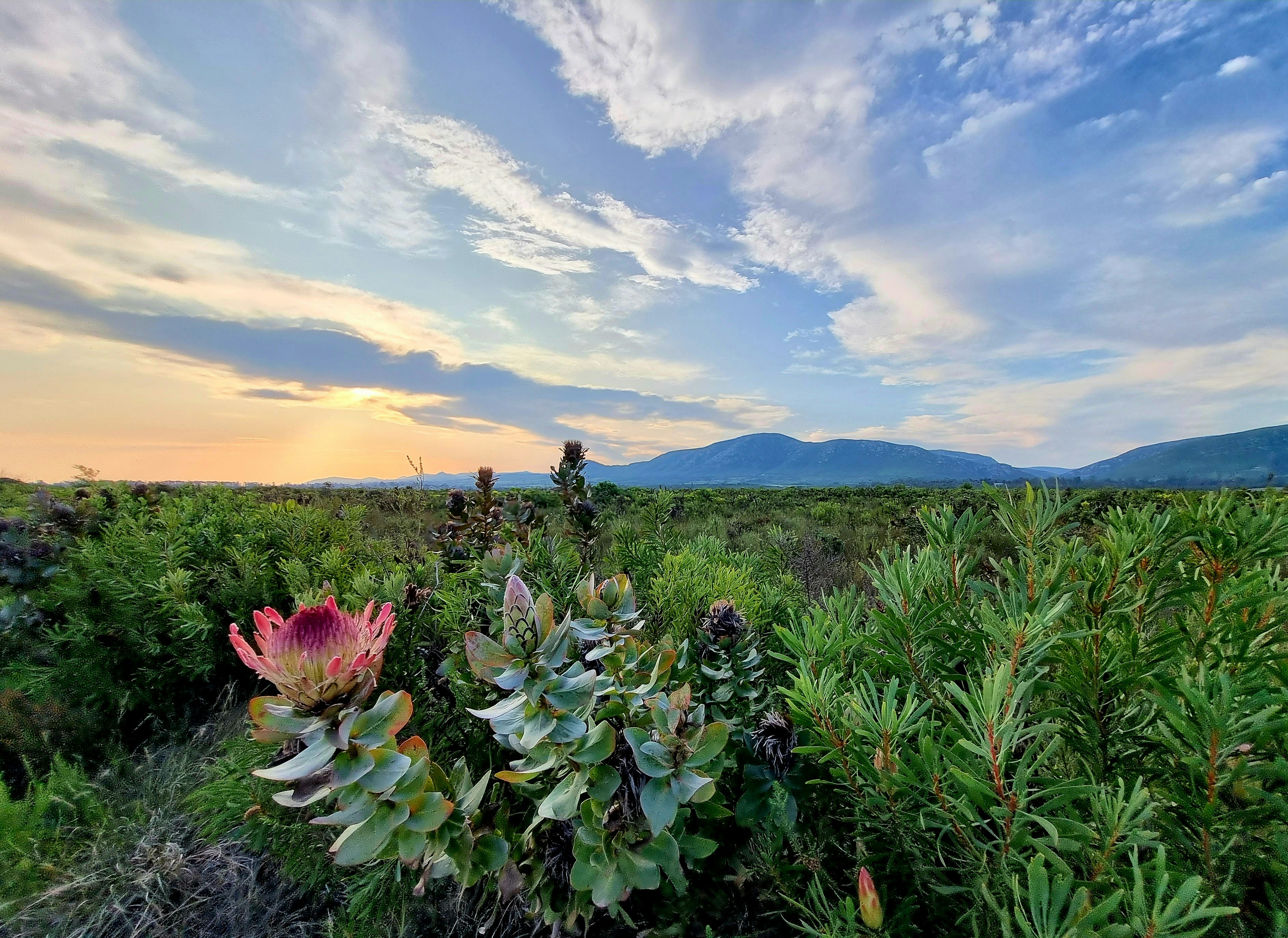 A king protea, South Africa's national flower, among the fynbos at Grootbos Private Nature Reserve