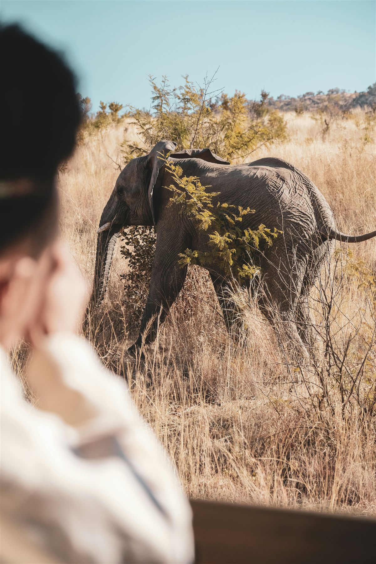 An elephant in the malaria-free Big 5 reserve at Addo, Eastern Cape