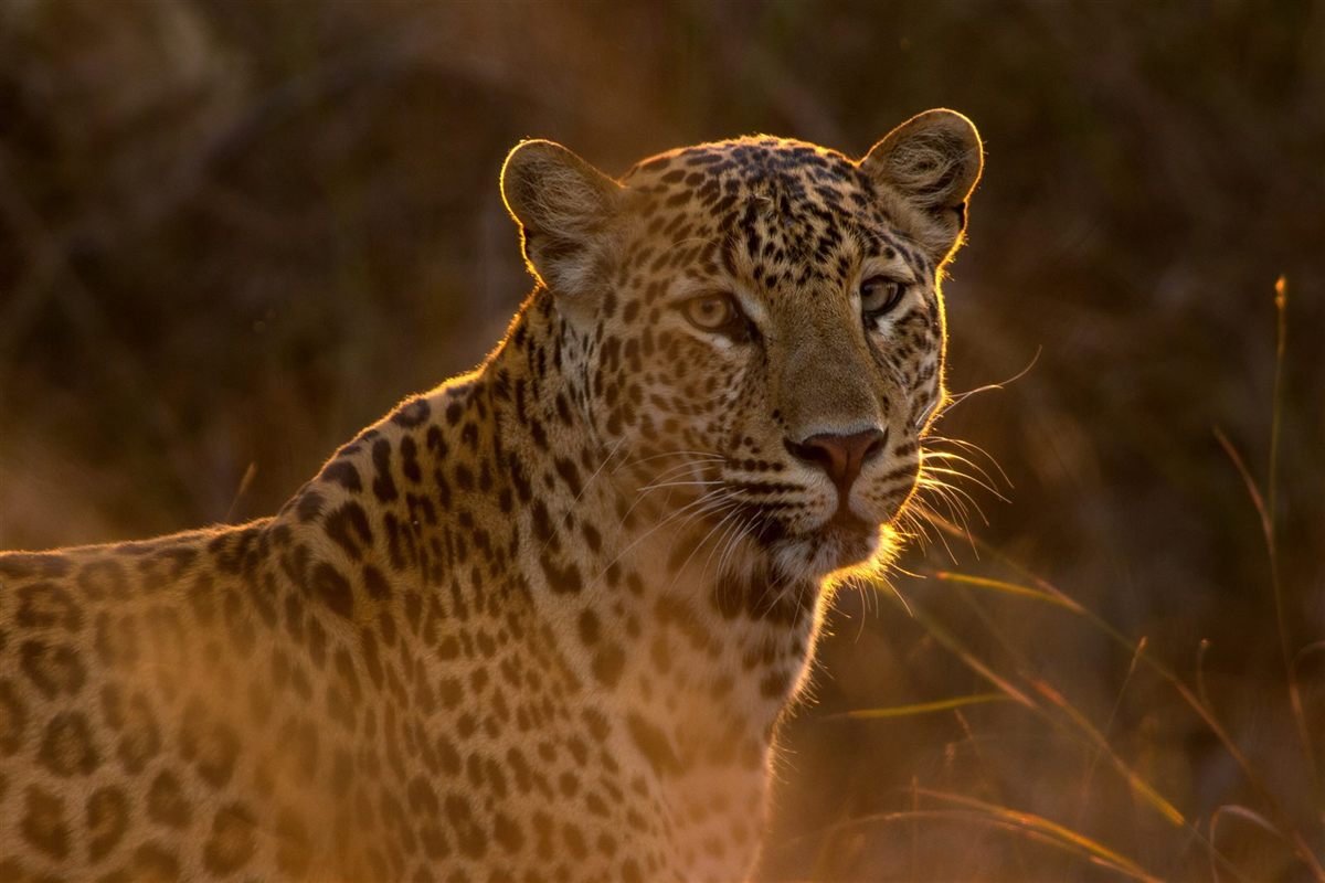 A leopard lit by golden light at dusk in the South African bush