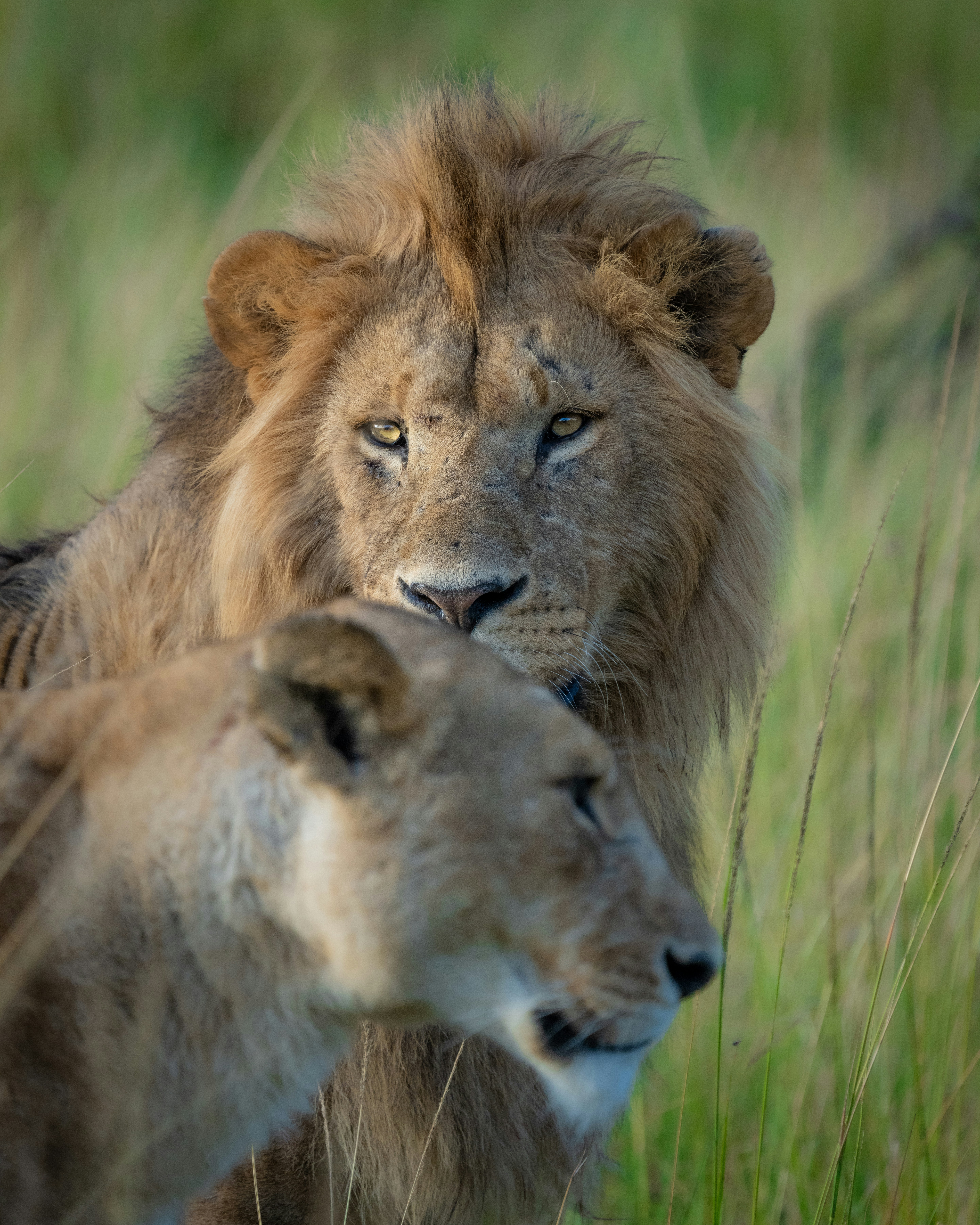 A lion and lioness together in the Sabi Sand Game Reserve
