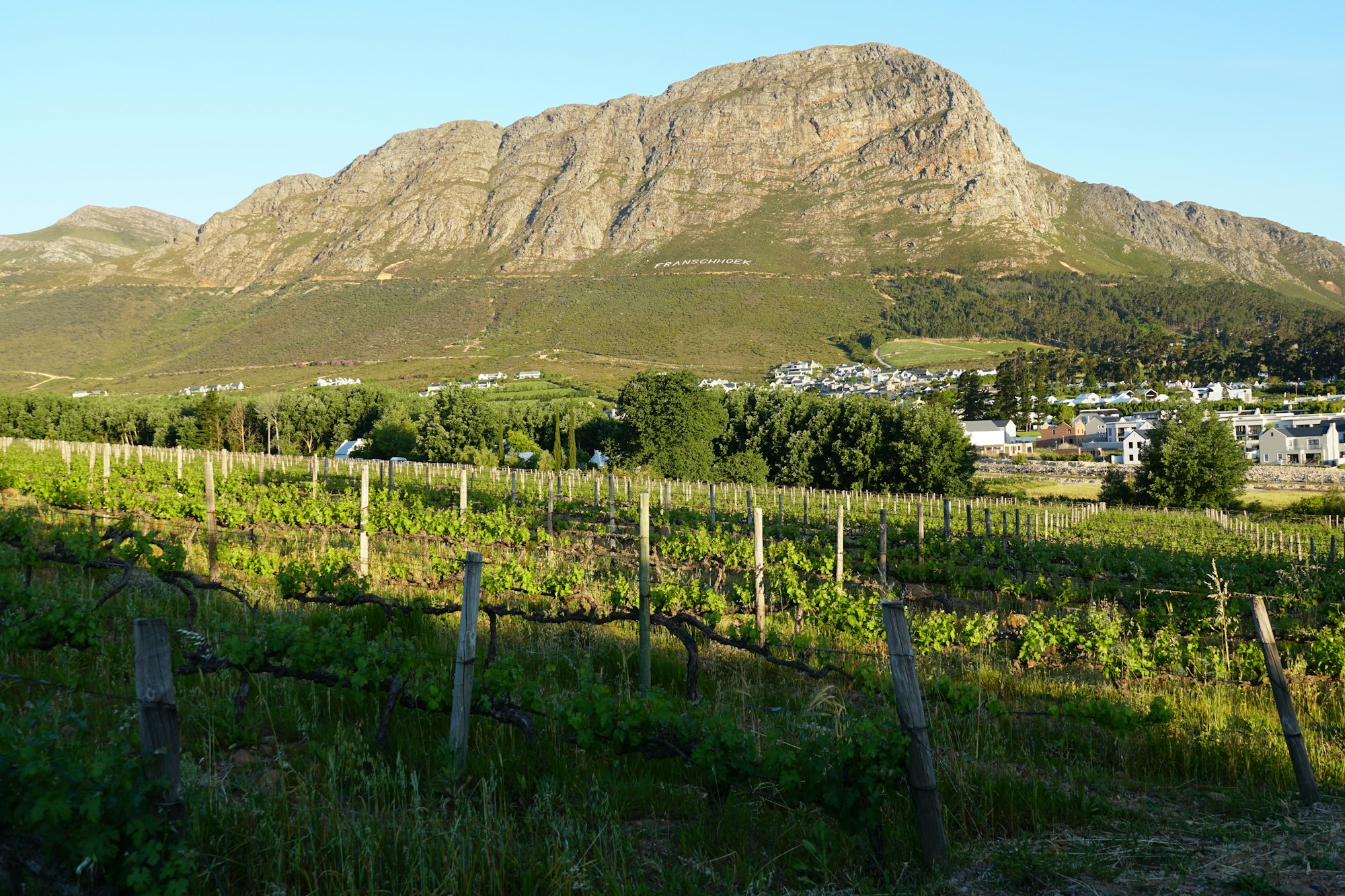 Vineyards stretching towards the mountains in the Cape Winelands